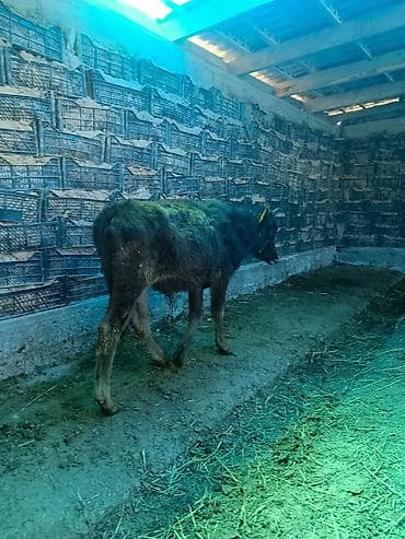 Молодой яковый телёнок (вероятно, бычок) тёмной масти. Описание: -