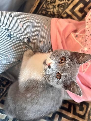 Продажа кошек: Скотиш Страйт (Шотландская прямоухая), 4 месяца, Девочка, Серый, Приучена к лотку — 3