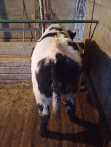 Собаки: Продаю | Тёлка | Бельгийская | На откорм, На забой, Для разведения | Искусственник — 3