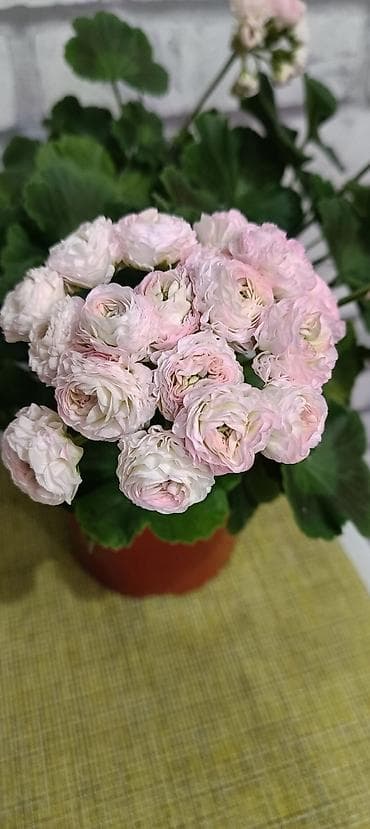 розы купить: Пеларгонии сортовые (махровые, розебудные) — коллекционные формы с — 7