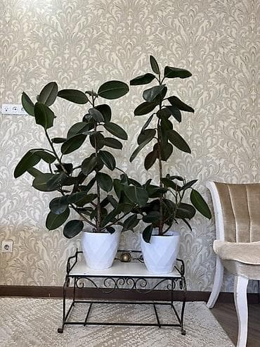 Комнатные растения в горшках Варианты из коллекции: - Фикус эластика