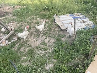 А/ч жаныбарларын сатам: Сатам | Тооктор — 1