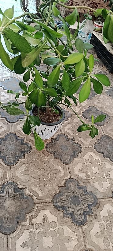 Комнатные растения: Күзүндө үйгө батпай кала тургандыктан, өзүм кызыгып, сүйүү менен — 5