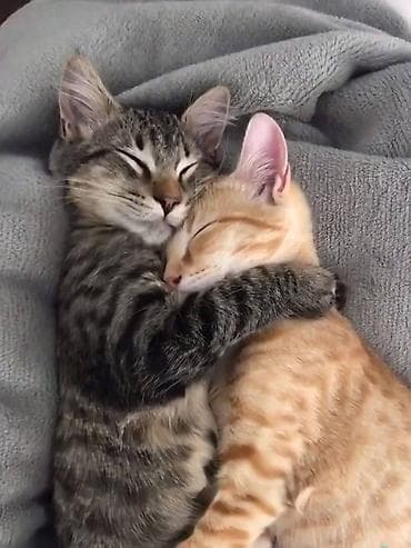 Очаровательные котята — полосатый серебристый и рыжий мраморный at lalafo.kg Очаровательные котята — полосатый серебристый и рыжий мраморный