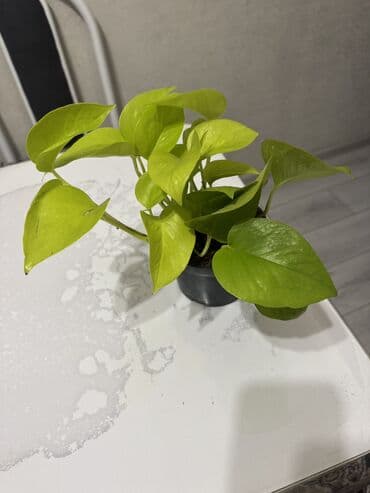 цветы гвоздика: Пальмы(Хомедория),замиокулькасы(доллар) Зензи,черный доллар,зеленый — 8