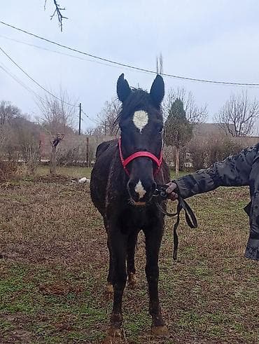 тай жеребец: Продаю | Кобыла (самка) | Для разведения — 1