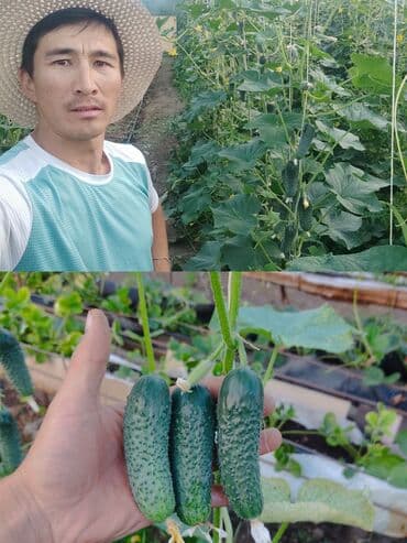 уголь с доставкой: Ищу инвестора для масштабирования тепличного дела и массового — 10