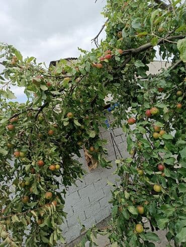 дом с бассейном и сауной: Дом, 100 м², 4 комнаты, Собственник, Евроремонт — 16