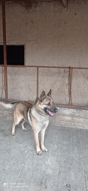 машинка для животных: Бельгийский овчарка 10 месяцев кабель срочно чынжыр ошейник уясын — 5