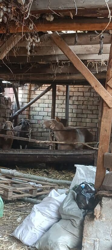 чөп сатам: Сатам | Кочкор (эркек) | Көбөйтүү үчүн — 3