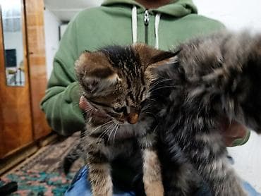 ангора кошка купить: Котята, полосатые тигрята - Возраст: примерно 1,5–2 месяца - Окрас — 2