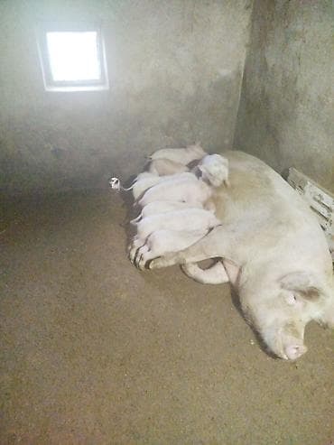 Продаю | Поросенок | Крупная белая | Для разведения