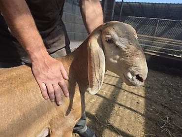 Животные: Продаю | Овца (самка) | Для разведения | Матка — 1
