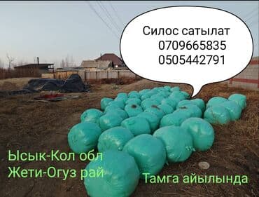 купить кошку в бишкеке: Силос в герметичных рулонах - Заготовка в рулонах, упакованных в — 1