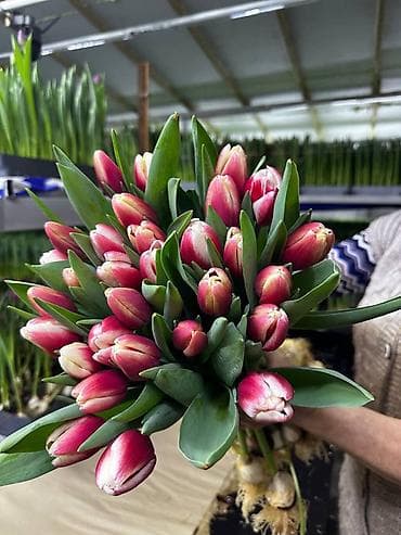 голандские розы: Тюльпаны Голландские - Разные окраски на выбор: огненно-красные с — 3