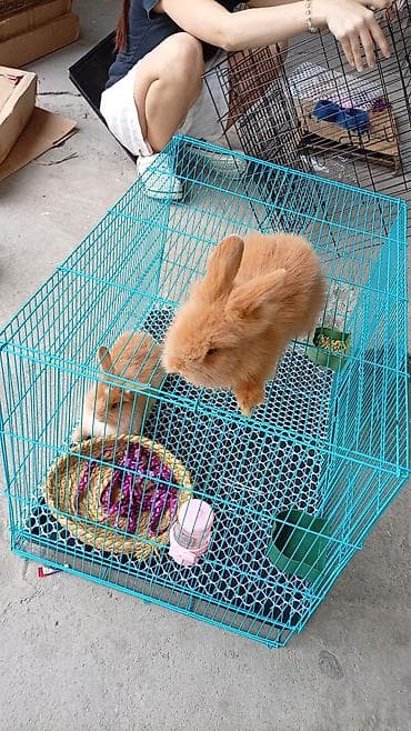 кошка мышык: Клетка для кролика/грызуна с глубоким поддоном и решетчатым полом - — 8