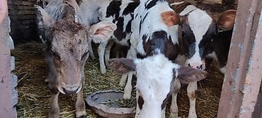 сколько стоят попугаи волнистые: Продаю | Музоо, торпок | На откорм | Искусственник — 2