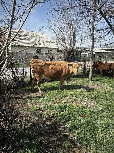 коровы животные: Продаю | Корова (самка) | Для молока — 2