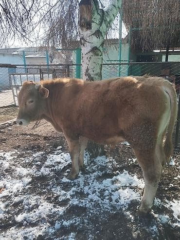 Коровы, быки: Продаю | Бык (самец) | Симментальская | На откорм — 3