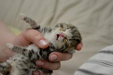 шотландская вислоухая кошка фото цена: Кошка даром: Беспородная, Девочка — 2