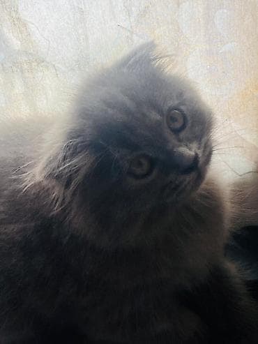 шатландские котята: Продаются шотландские котята. Чистокровные, одна дымчатая девочка(дш — 1