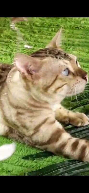 рэгдолл цена бишкек: Бенгал, 2 жаш, Эркек, Ак, Бычылган, Лотокко барууга үйрөтүлгөн, Курттардан тазаланган — 13