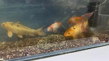 Аквариумный комплект с декоративными рыбами. Продаем рыбок и аквариум at lalafo.kg Аквариумный комплект с декоративными рыбами. Продаем рыбок и аквариум