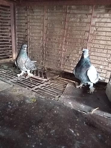 цыплята бишкек: Продаю: голубей 
Порода: игровые 
Цена за пару 1500 сом — 1