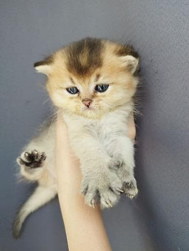 кошки и собаки: 🐾 Открыто бронирование котят шотландской породы 🐾 Предлагаются к — 3