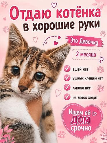 Кошка даром: Беспородная, 2 месяца, Девочка, Приучена к лотку