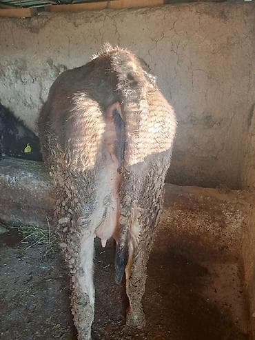 Үй жаныбарлары: Сатам | Уй (ургаачы) | Көбөйтүү үчүн | Байланган — 6