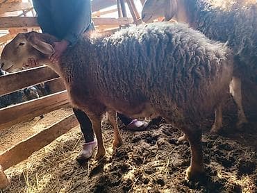 алабай купить: Продаю | Овца (самка) | Эдильбаевская | Для разведения | Племенные — 7