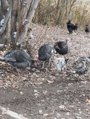 собака алабай: Продаю | Индюшка (самка) | Для разведения | Племенные — 2