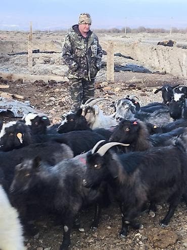 поилка для кроликов: Продаю | Коза (самка) | Для разведения — 2