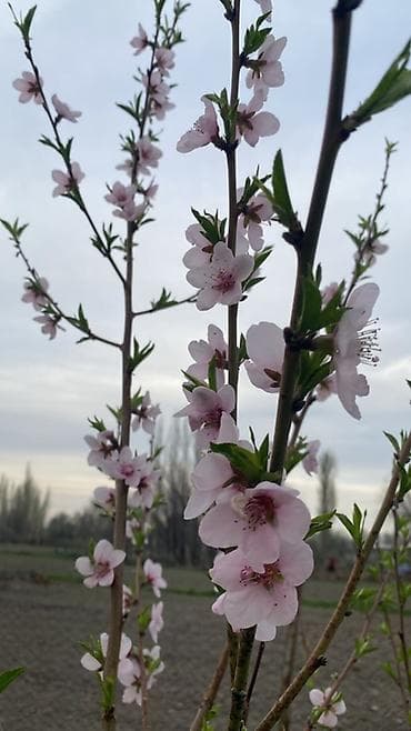 Продаю времянку (3 комнаты) на участке 30 соток. Красная книга есть