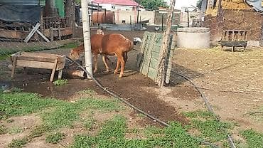Продаю | Овца (самка) | Арашан | Для разведения at lalafo.kg Продаю | Овца (самка) | Арашан | Для разведения