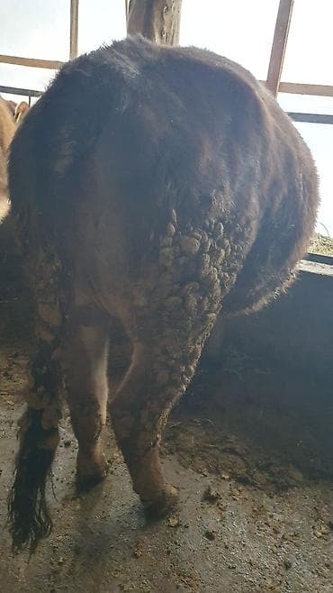 собака продажа: Продаю | Тёлка — 4