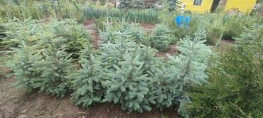 Другие виды семян и саженцев