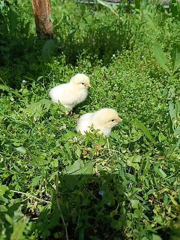 корозия: Продаю | Цыплята — 3
