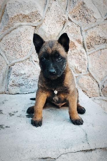 среднеазиатская овчарка купить: Бельгийская овчарка, 2 месяца, Самка, С прививкой, С родословной — 2