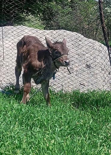 жаныбарлар: Сатам | Кунаажын | Алатоолук | Бордоп семиртүү үчүн | Байланган — 3