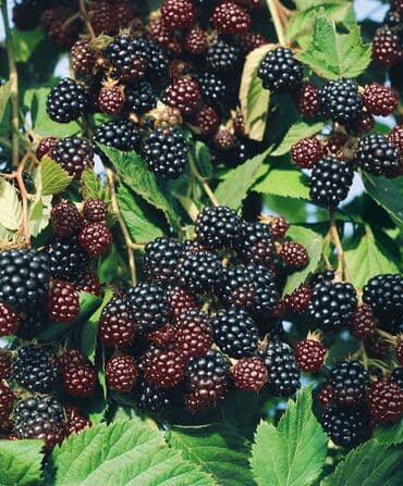 вилы садовые: Саженцы Ежевика безшипная — саженцы с открытой корневой системой сорт — 7