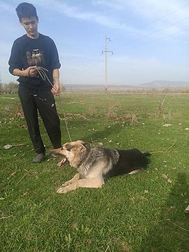 чёрная немецкая овчарка цена: Немецкая овчарка (кобель) - Окрас: чепрачный (черно-серый с подпалом) — 6