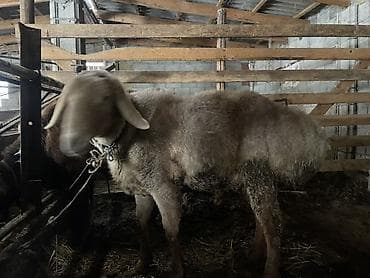 Зоотовары: Продаю | Баран (самец) | Гиссарская — 2