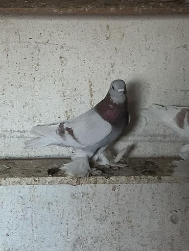 клетка бодоно: Породистый голубь декоративного направления. - Окрас: светло-серый — 3