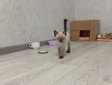 Отдам даром котёнка в ответственные руки, взрослым людям. Или со — 3