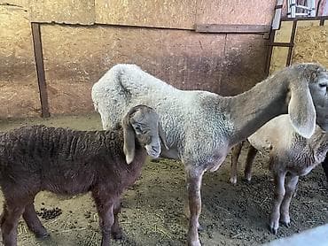 матка с ягненкам: Продаю | Овца (самка) | Арашан | На забой, Для разведения | Племенные, Матка, Ягнившаяся — 8