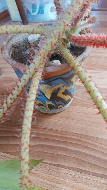 всё для сада: БЕГОНИЯ- ЦВЕТОК комнатный не капризный, полив 1 раз в неделю. Цена — 2