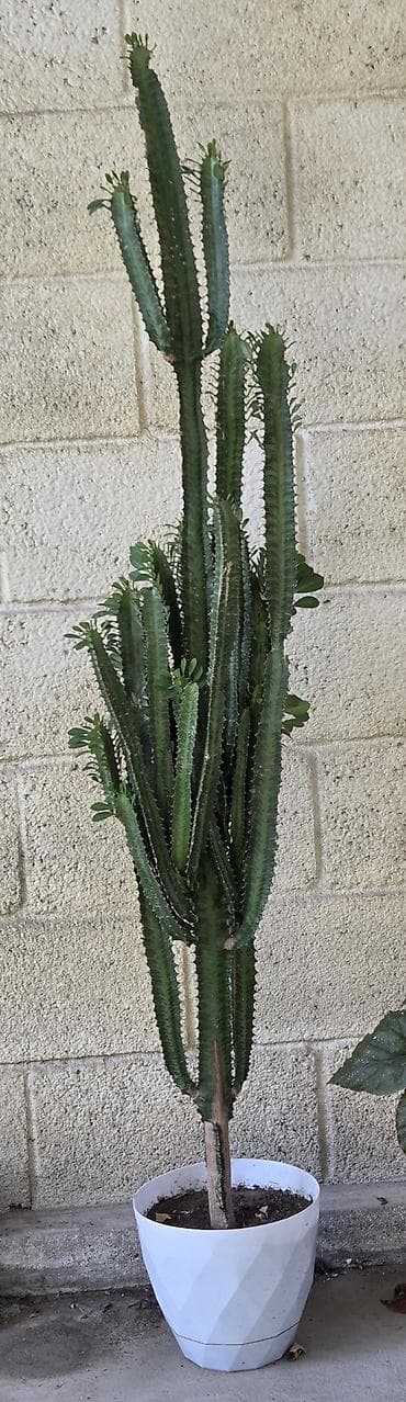 Эуфорбия тригина (Euphorbia trigona), крупное комнатное растение в