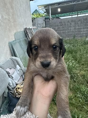 Щенки в добрые руки 🐶 5 мальчиков и 3 девочки, возраст — почти 2 at lalafo.kg Щенки в добрые руки 🐶 5 мальчиков и 3 девочки, возраст — почти 2